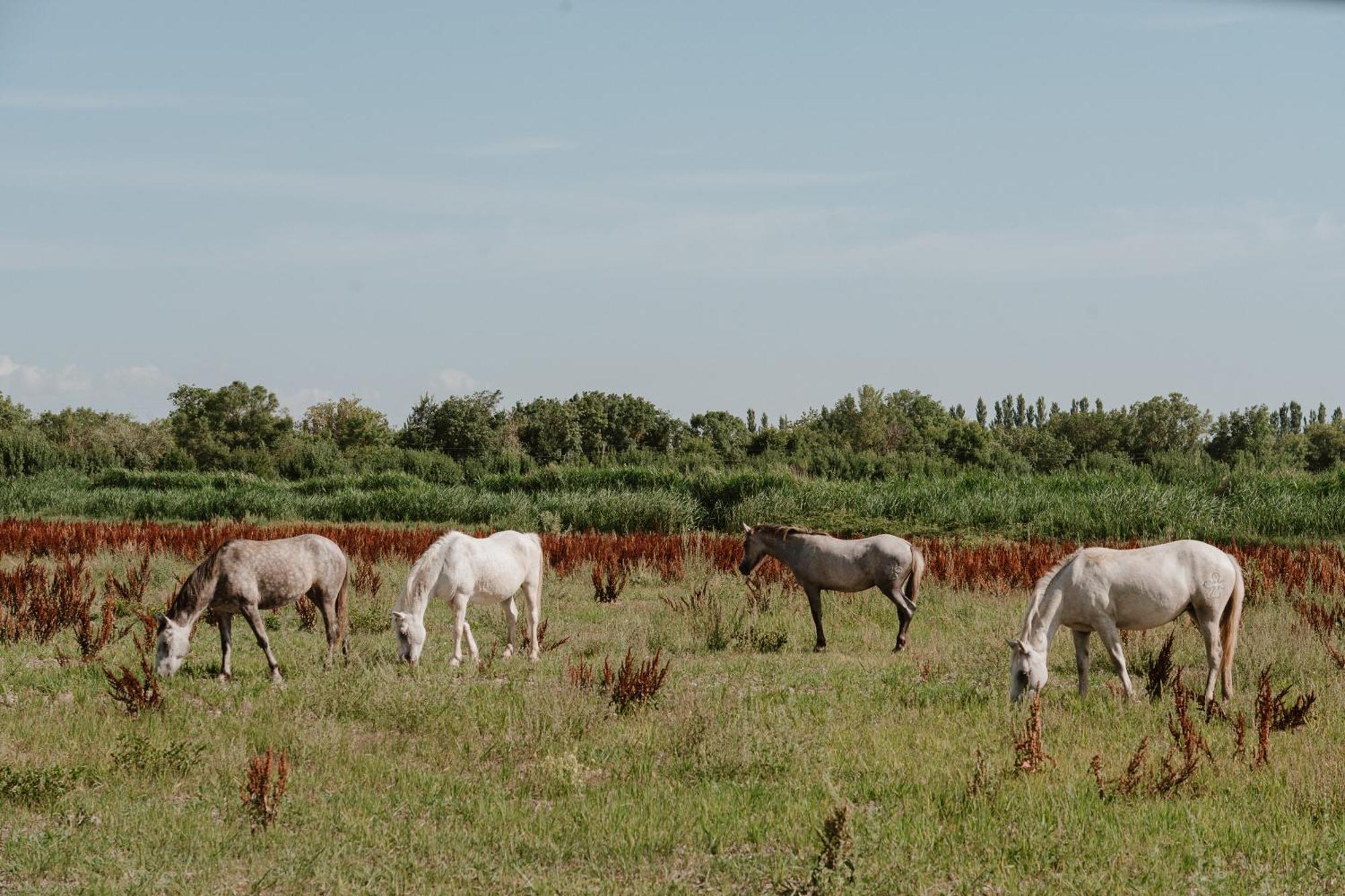 Maison Arthur Bed & Breakfast Aigues-Mortes